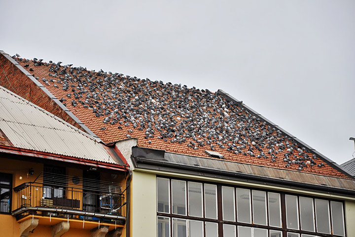 A2B Pest Control are able to install spikes to deter birds from roofs in Acton. 