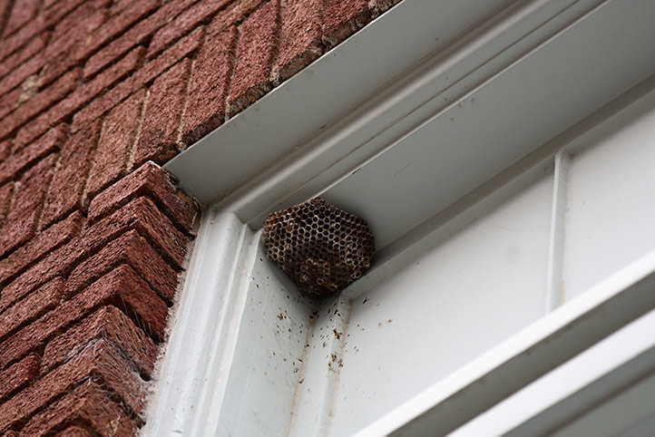 We provide a wasp nest removal service for domestic and commercial properties in Acton.